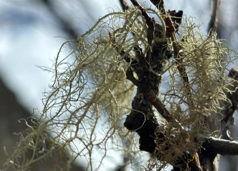 松蘿種植 松蘿種植