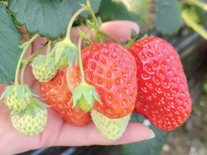 內湖採草莓 內湖採草莓