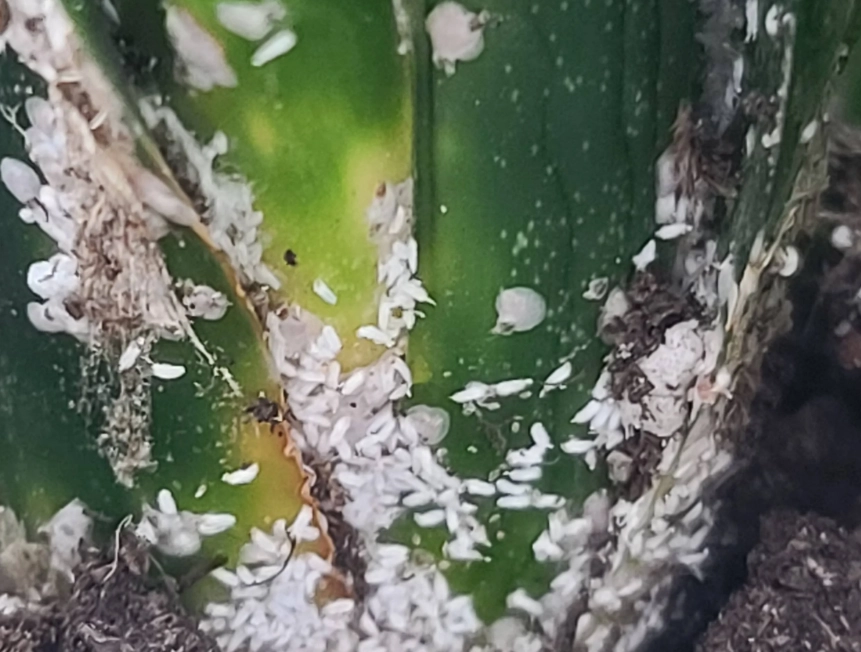 虎尾蘭葉子變黃