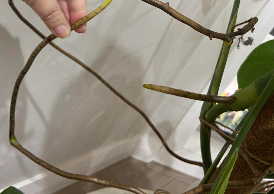 龜背芋 養護 龜背芋 養護