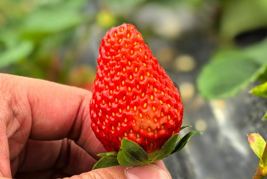 內湖採草莓時間