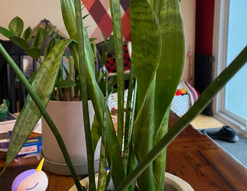 室內植物澆水技巧 室內植物澆水技巧