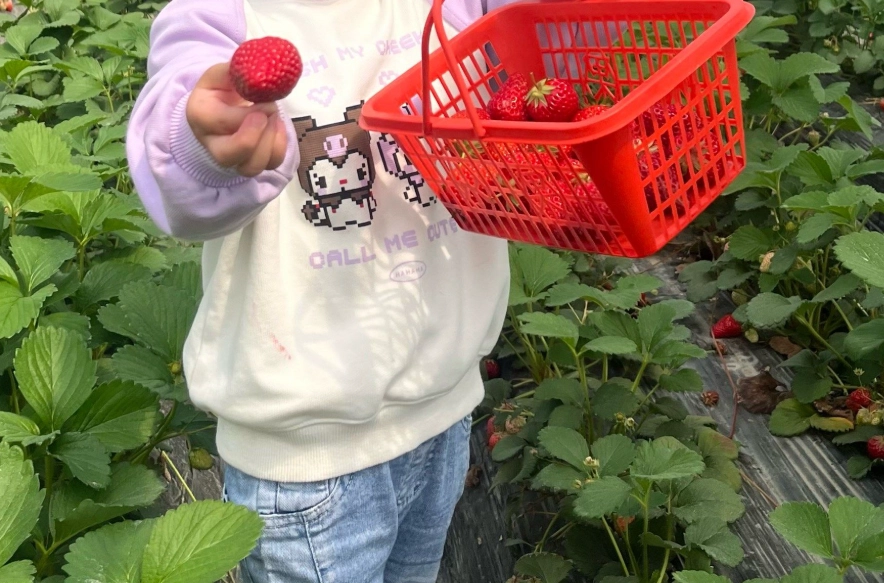 大湖採草莓 大湖採草莓