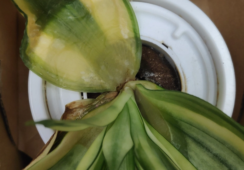 虎尾蘭倒伏原因