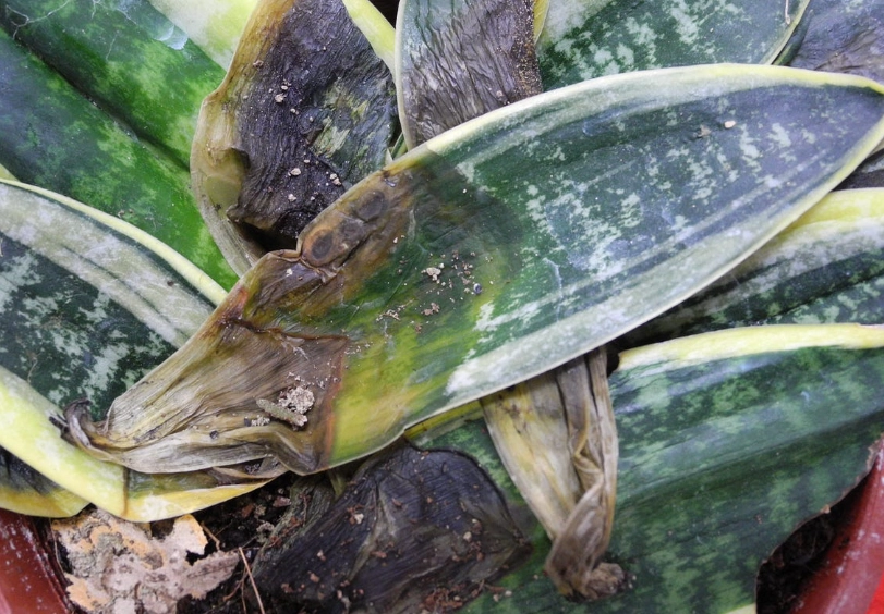 虎尾蘭 葉子 乾枯 虎尾蘭 葉子 乾枯