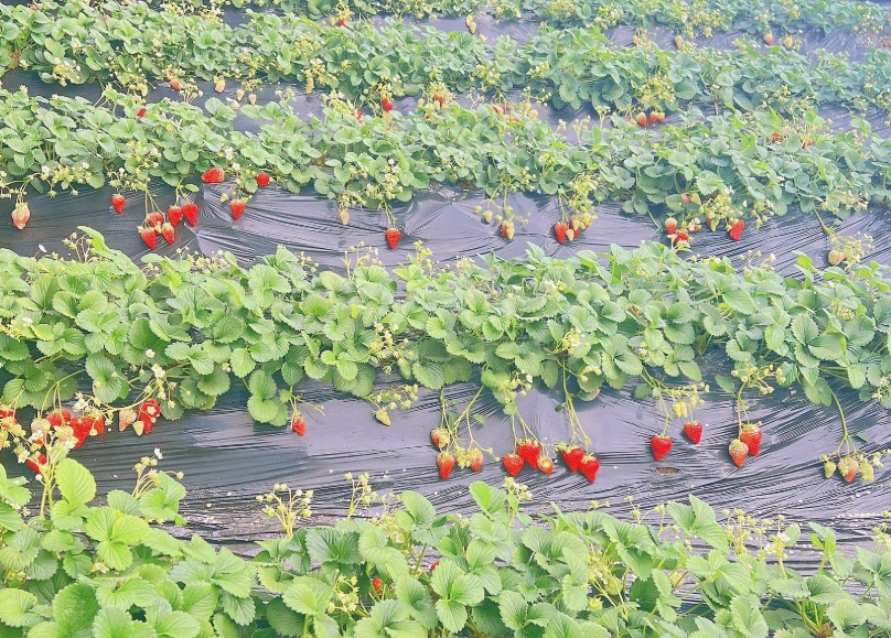 西螺 草莓園 西螺 草莓園