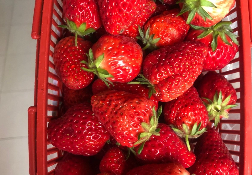 內湖草莓園推薦 內湖草莓園推薦