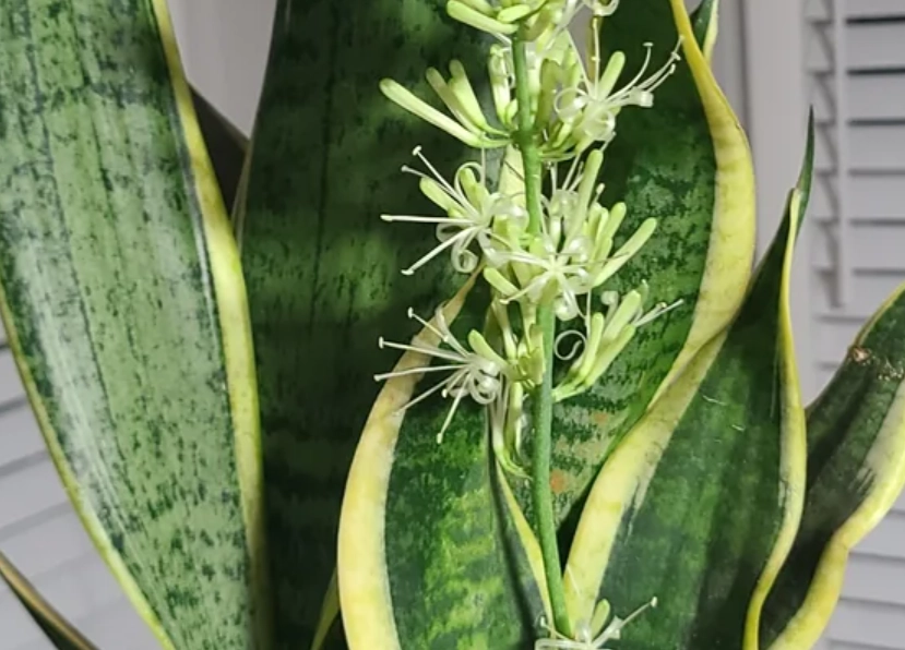 虎尾蘭開花徵兆 虎尾蘭開花徵兆