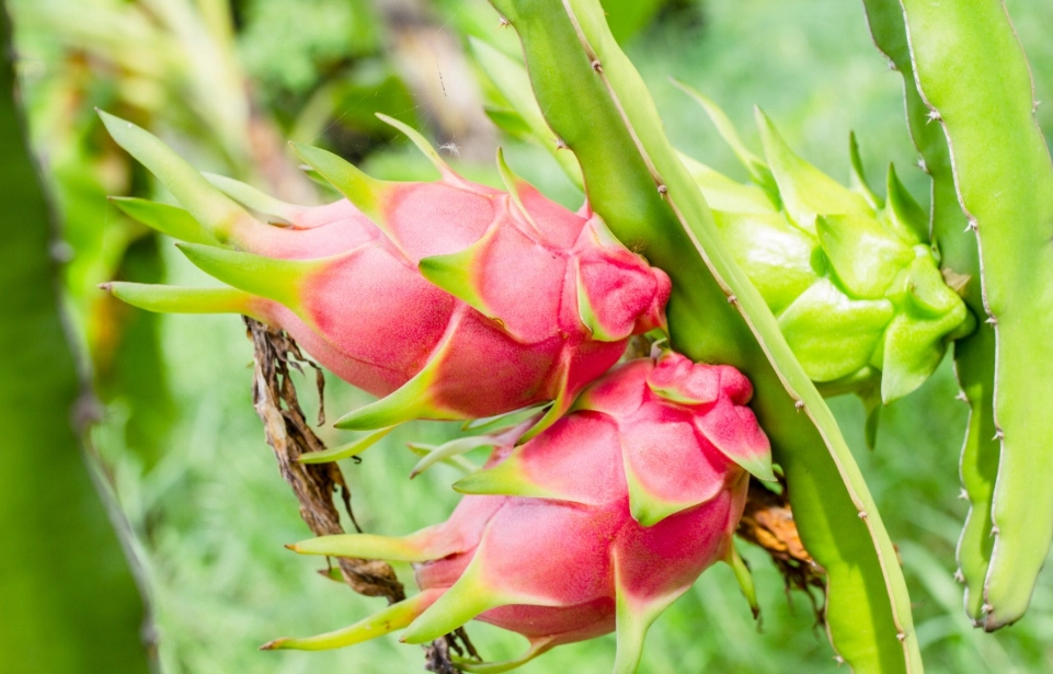 火龍果挑選 火龍果挑選