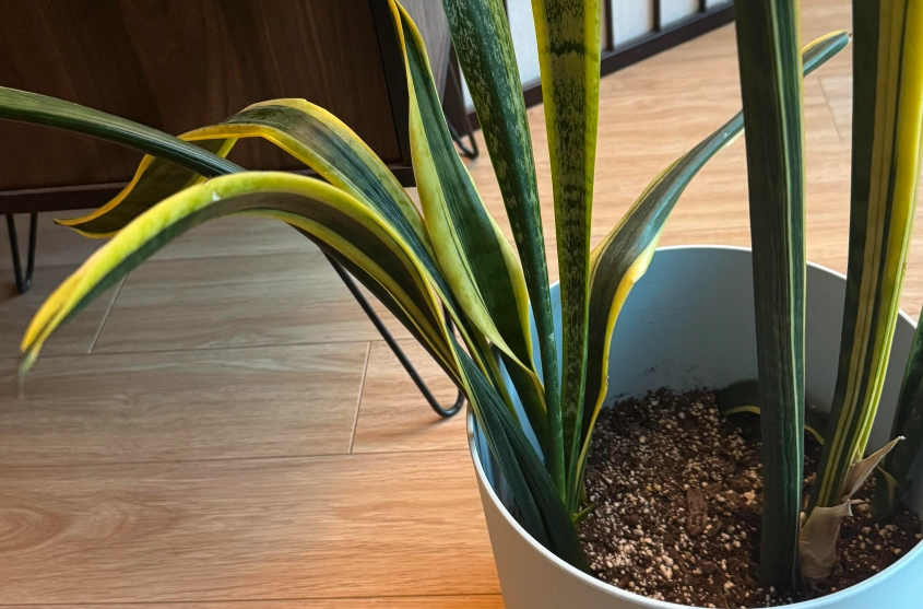 虎尾蘭軟葉 虎尾蘭軟葉