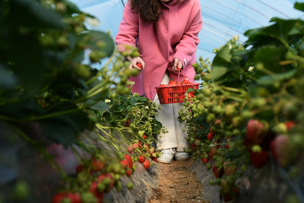 內灣採草莓 交通
