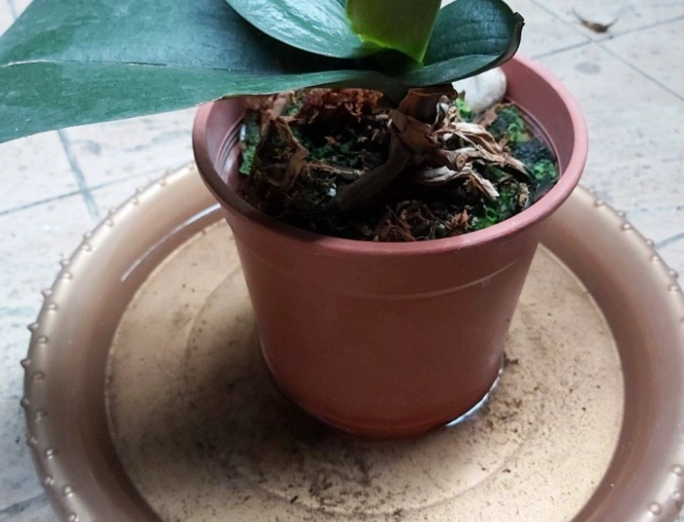 植物爛根 植物爛根