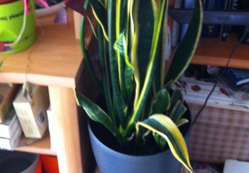 虎尾蘭澆水 虎尾蘭澆水