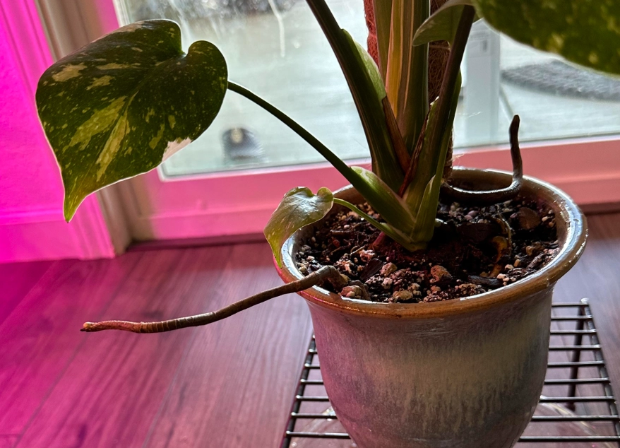 龜背芋 氣根 修剪