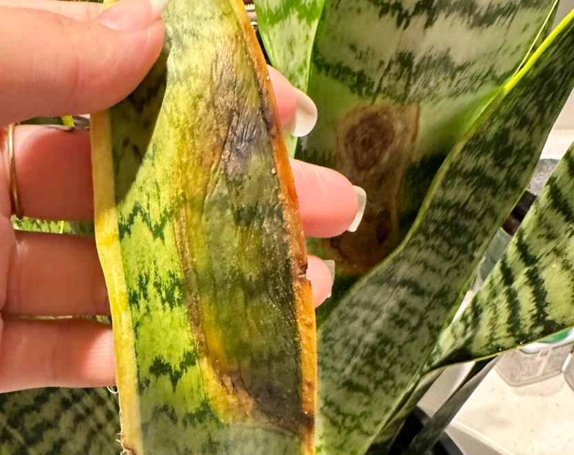 植物真菌病害防治 植物真菌病害防治