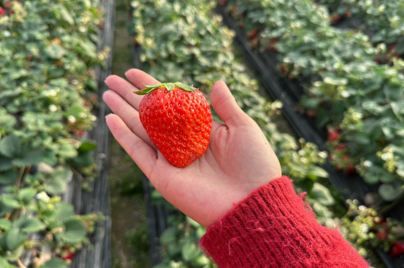 草莓採果