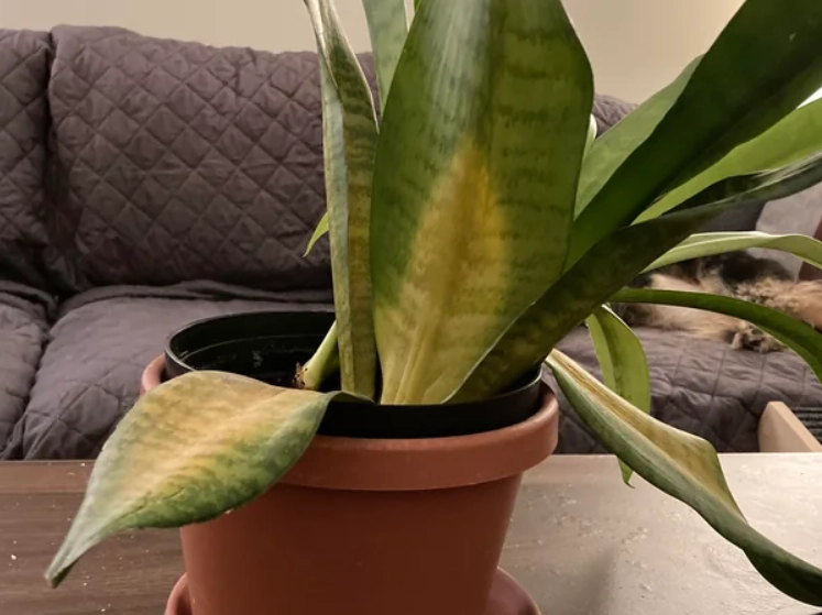 虎尾蘭葉子下垂 虎尾蘭葉子下垂