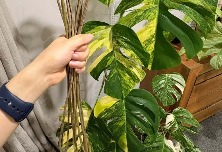 龜背芋氣根修剪