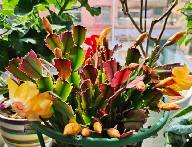 室內植物壽命 室內植物壽命