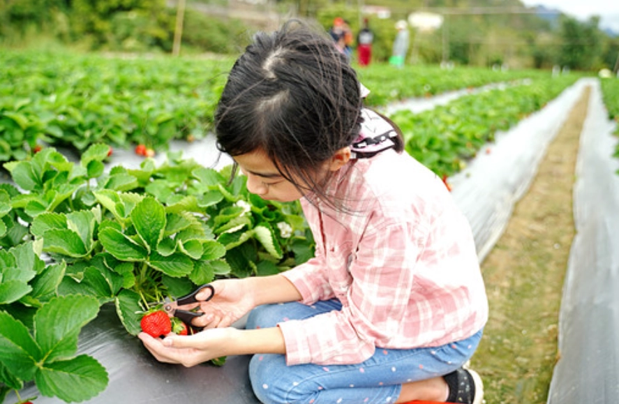 幼兒採草莓