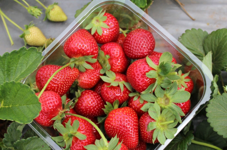 草莓品種介紹 草莓品種介紹