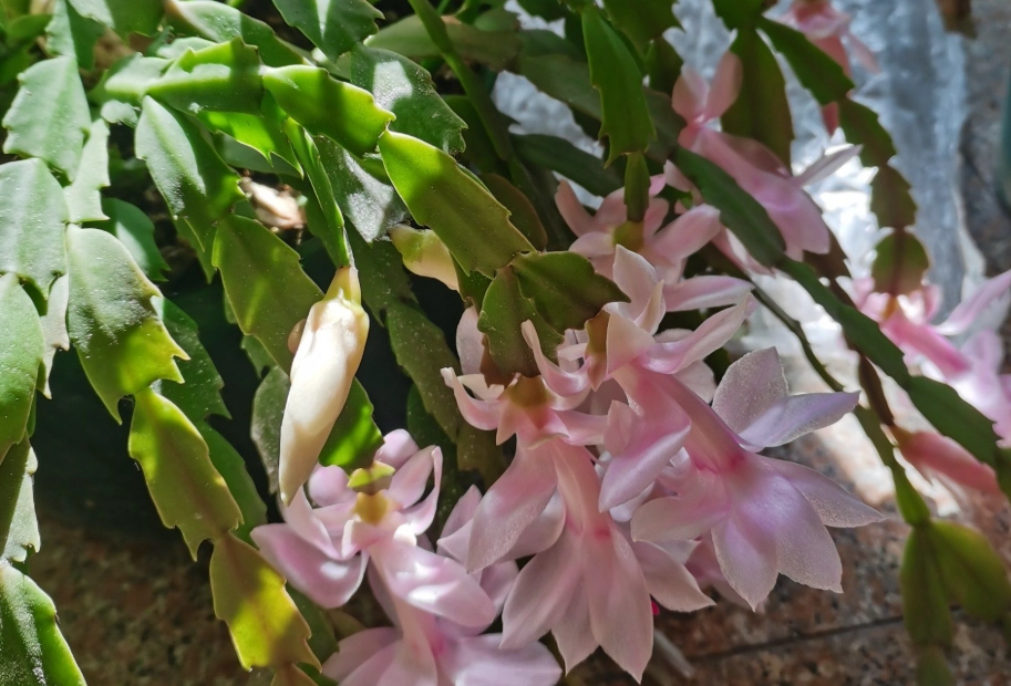 蟹爪蘭照顧 蟹爪蘭照顧