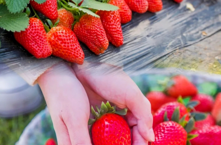 內湖草莓園推薦