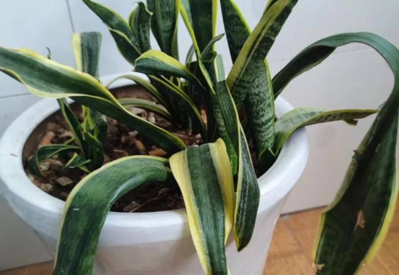 虎尾蘭倒伏原因