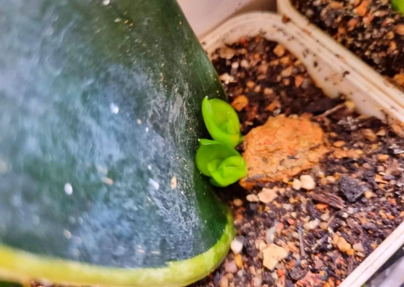 虎尾蘭配土 虎尾蘭配土