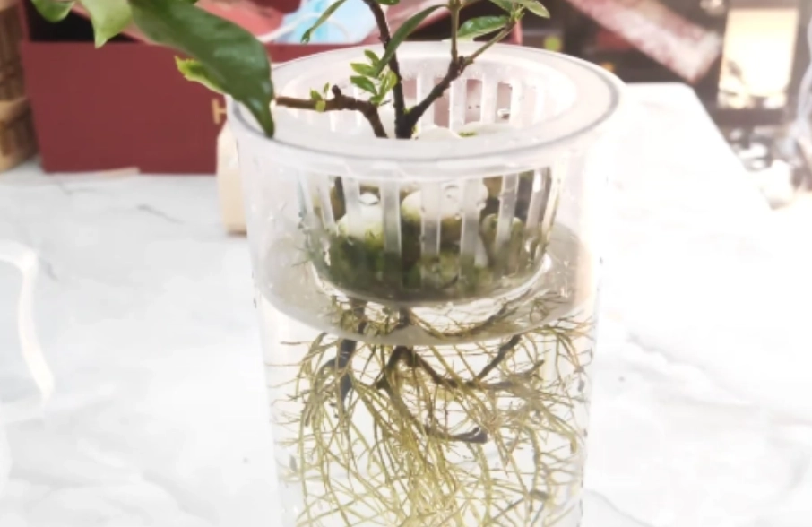 水培營養液配方 水培營養液配方