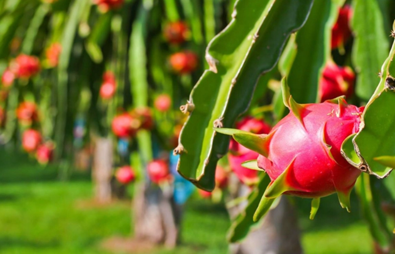 火龍果挑選 火龍果挑選