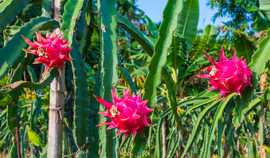 火龍果挑選 火龍果挑選