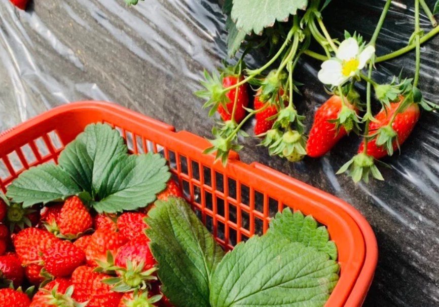 大湖草莓園 大湖草莓園