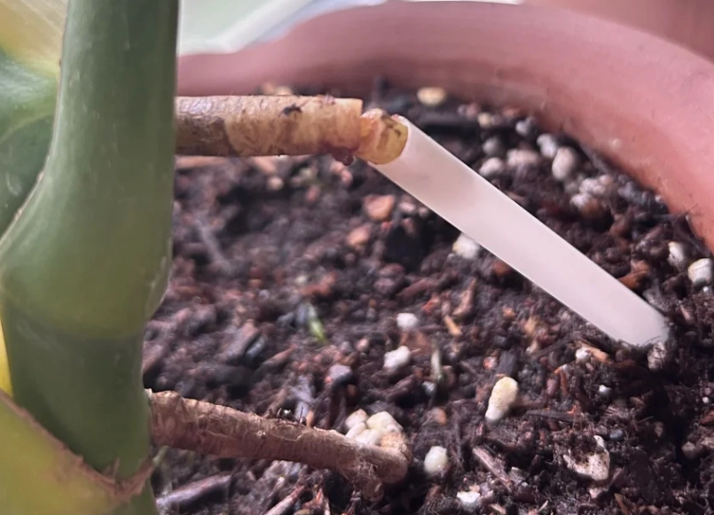 龜背芋 氣根 斷掉 處理