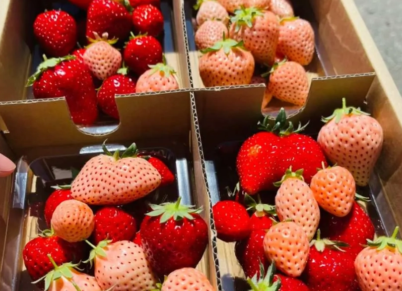 草莓哪裡買 草莓哪裡買