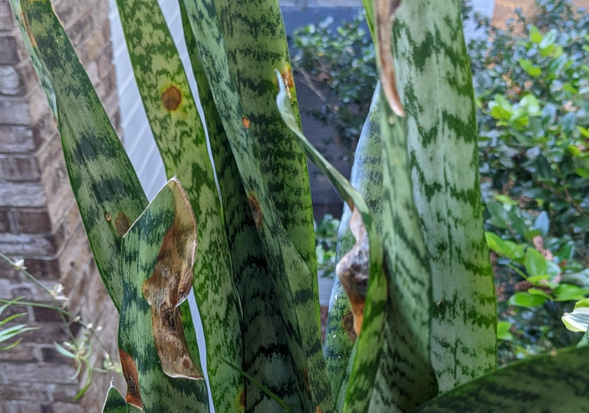 虎尾蘭葉斑病原因 虎尾蘭葉斑病原因