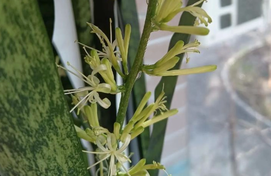 虎尾蘭開花徵兆