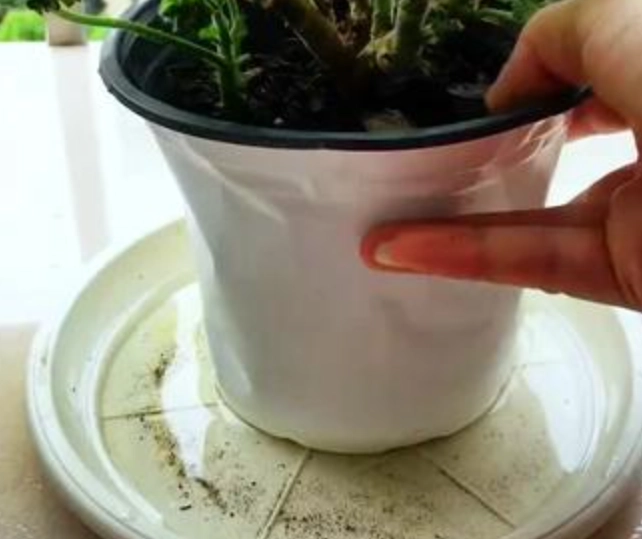 盆栽底部積水 盆栽底部積水