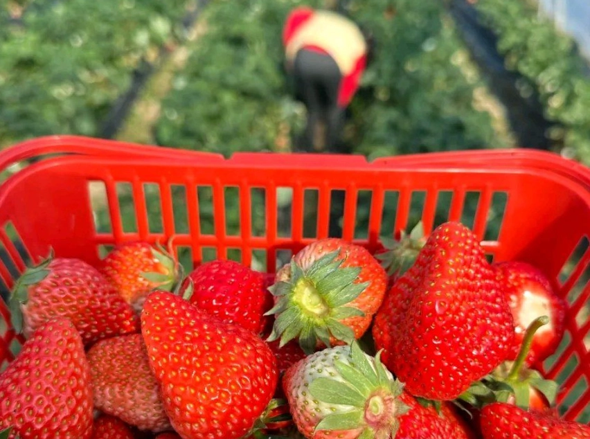 新竹採草莓 新竹採草莓