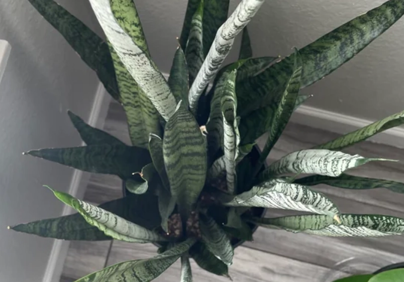 室內植物葉子捲曲