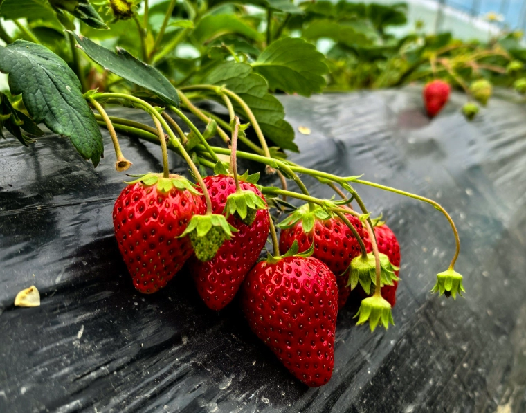 台北採草莓