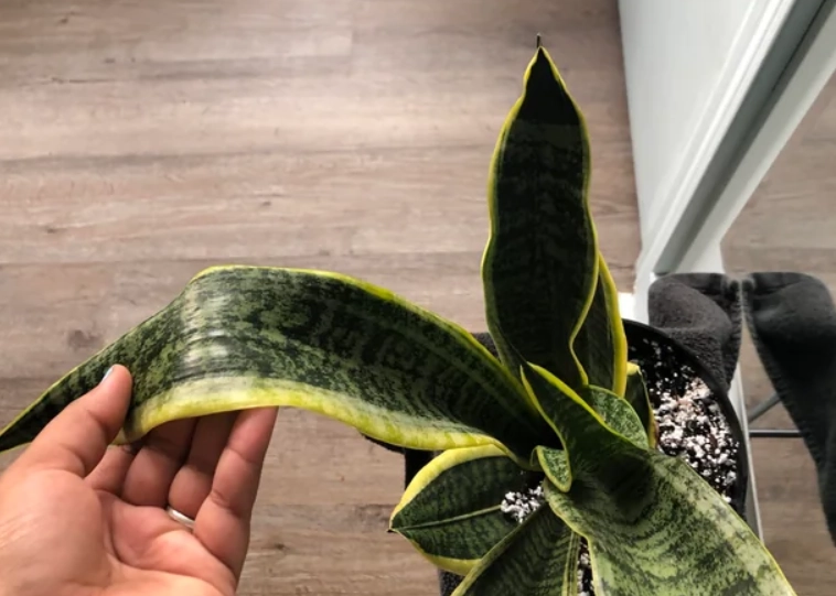 虎尾蘭軟葉 虎尾蘭軟葉