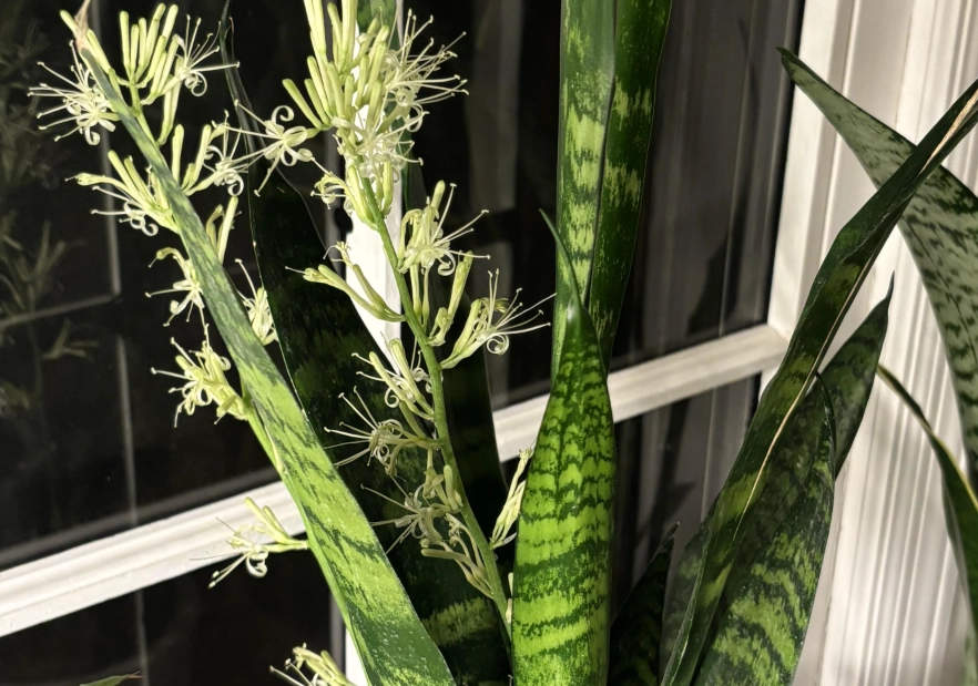 虎尾蘭開花徵兆 虎尾蘭開花徵兆