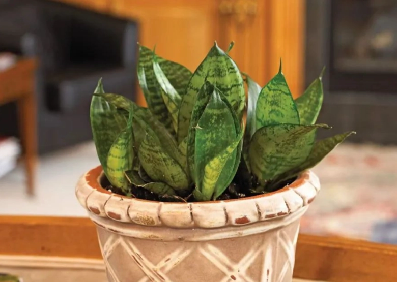 虎尾蘭配土 虎尾蘭配土