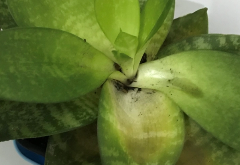 虎尾蘭倒伏原因