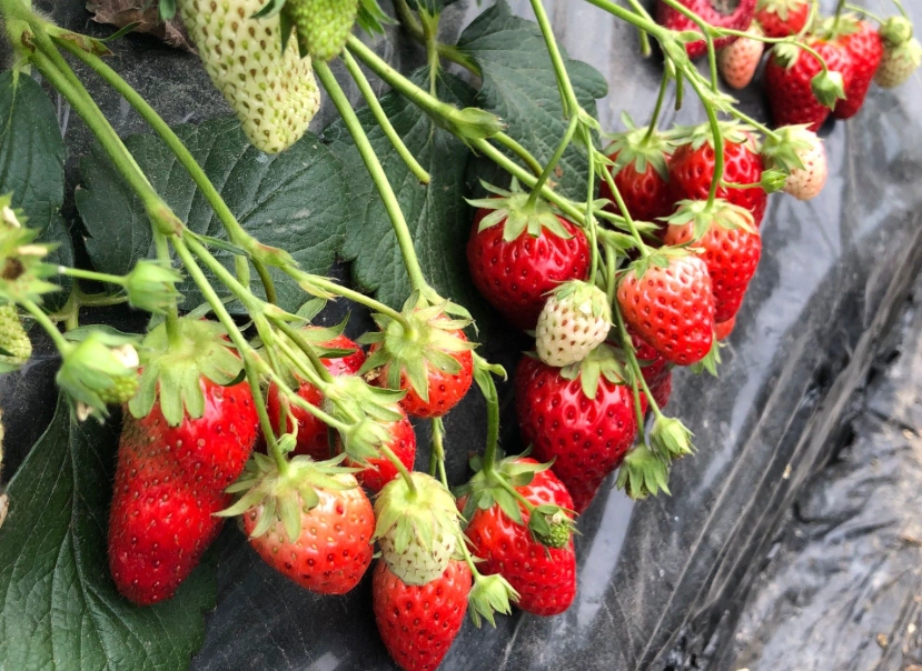 採草莓注意事項