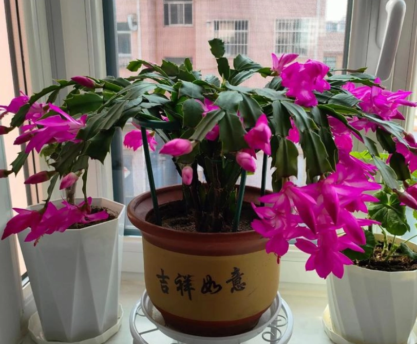 室內植物壽命 室內植物壽命