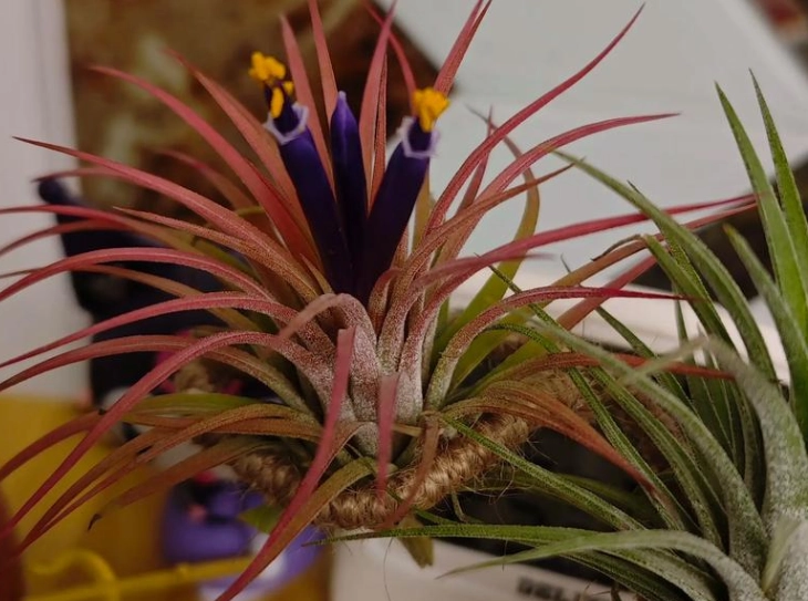 空氣鳳梨開花照顧