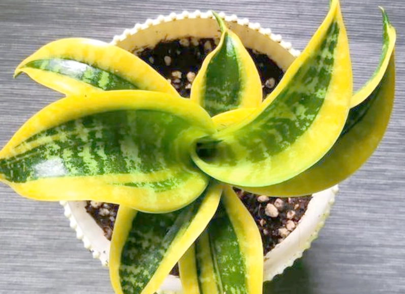 虎尾蘭配土 虎尾蘭配土