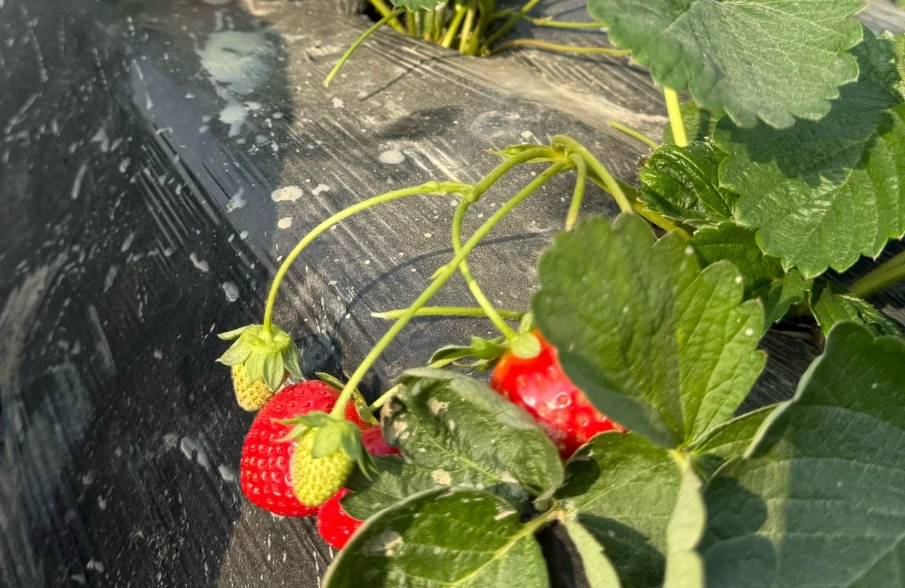 苗栗採草莓 苗栗採草莓